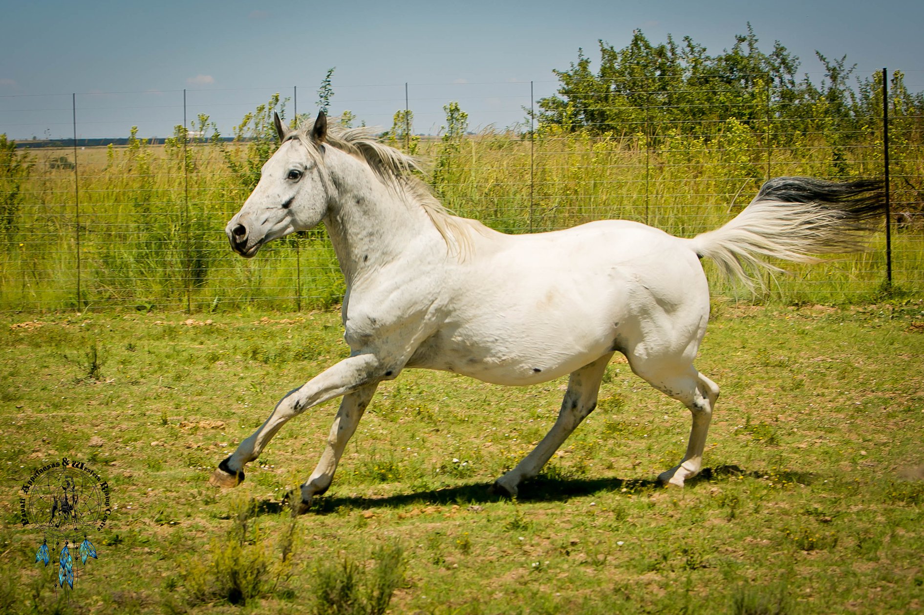 Harry_running
