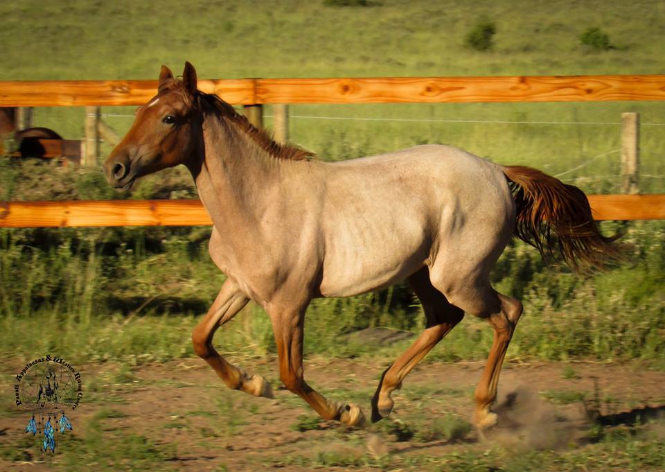 luciyearling